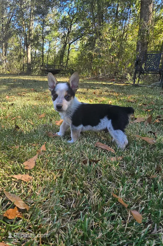 Gunner  – Pembroke Welsh Corgi puppy for sale in Laurel, MS