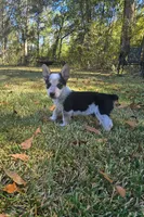 Gunner , a male Pembroke Welsh Corgi for sale in Laurel, MS – 1 of 2