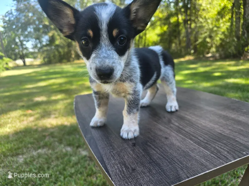Lisa  – Pembroke Welsh Corgi puppy for sale in Laurel, MS