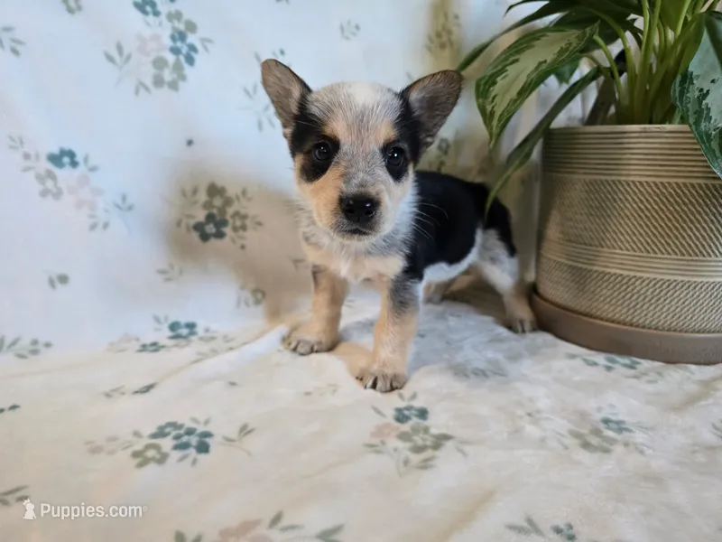 Sarge  – Pembroke Welsh Corgi puppy on hold in Laurel, MS