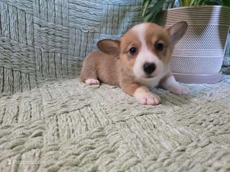 Roxi  – Pembroke Welsh Corgi puppy for sale in Laurel, MS