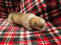 Pattie , a female Pembroke Welsh Corgi for sale in Laurel, MS – 2 of 2