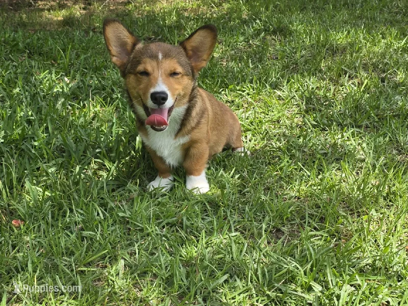 Doobie  – Pembroke Welsh Corgi puppy for sale in Laurel, MS