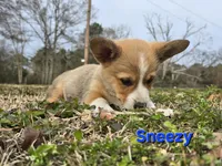 Sneezy, a male Pembroke Welsh Corgi for sale in Laurel, MS – Photo 1 of 6