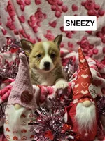 Sneezy, a male Pembroke Welsh Corgi for sale in Laurel, MS – Photo 6 of 6