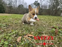 Sneezy, a male Pembroke Welsh Corgi for sale in Laurel, MS – Photo 4 of 6