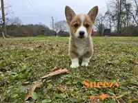Sneezy, a male Pembroke Welsh Corgi for sale in Laurel, MS – Photo 3 of 6