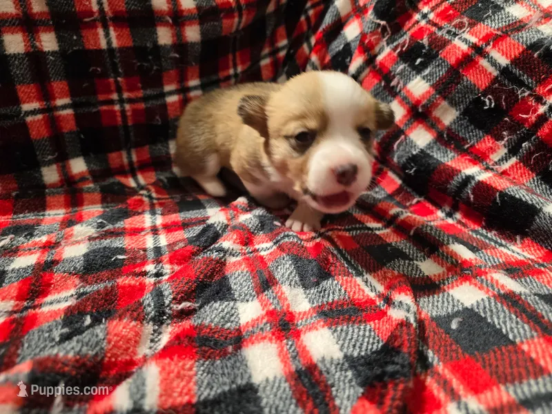 Taylor  – Pembroke Welsh Corgi puppy for sale in Laurel, MS