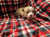 Taylor , a female Pembroke Welsh Corgi for sale in Laurel, MS – 1 of 2
