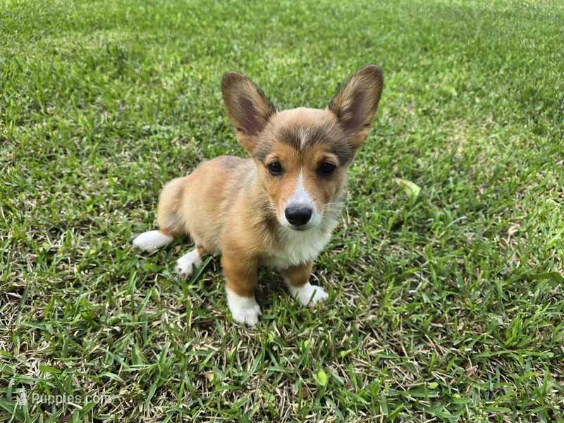 Doobie  – Pembroke Welsh Corgi puppy for sale in Laurel, MS
