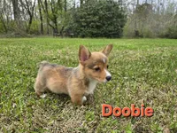 Doobie , a male Pembroke Welsh Corgi for sale in Laurel, MS – Photo 2 of 3
