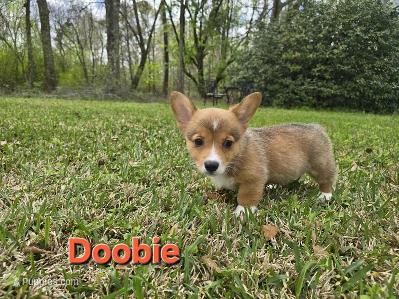 Doobie  – Pembroke Welsh Corgi puppy for sale in Laurel, MS