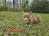 Doobie , a male Pembroke Welsh Corgi for sale in Laurel, MS – Photo 1 of 3