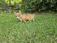 Doobie , a male Pembroke Welsh Corgi for sale in Laurel, MS – Photo 2 of 6