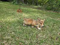Doobie , a male Pembroke Welsh Corgi for sale in Laurel, MS – Photo 3 of 6