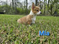 Mia , a female Pembroke Welsh Corgi for sale in Laurel, MS – Photo 3 of 3