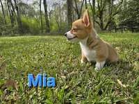 Mia , a female Pembroke Welsh Corgi for sale in Laurel, MS – Photo 2 of 3