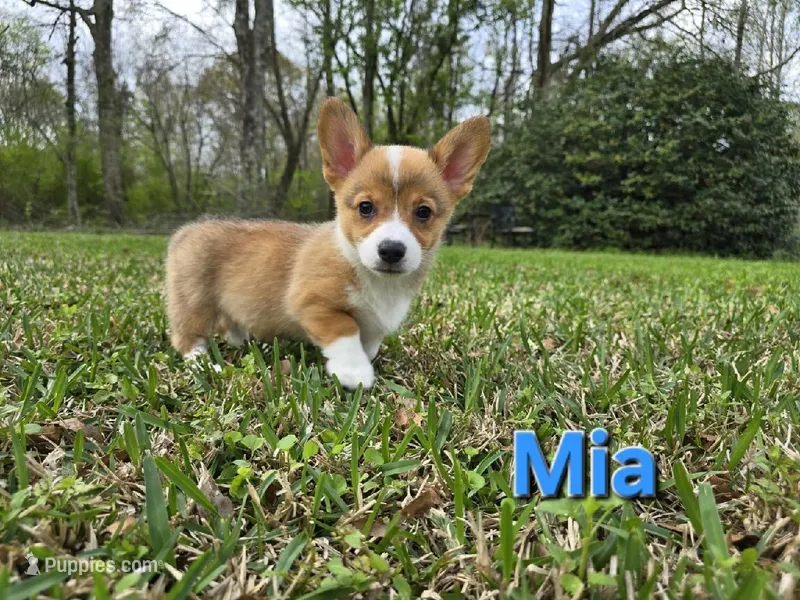 Mia  – Pembroke Welsh Corgi puppy for sale in Laurel, MS