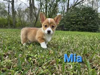 Mia , a female Pembroke Welsh Corgi for sale in Laurel, MS – Photo 1 of 3