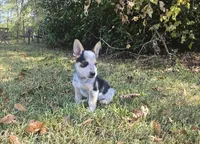 Gunner , a male Pembroke Welsh Corgi for sale in Laurel, MS – 2 of 2