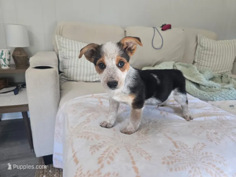 Sarge  – Pembroke Welsh Corgi puppy on hold in Laurel, MS