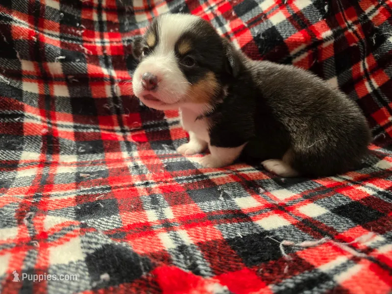 Loki  – Pembroke Welsh Corgi puppy for sale in Laurel, MS