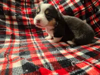 Loki , a male Pembroke Welsh Corgi for sale in Laurel, MS – 1 of 2