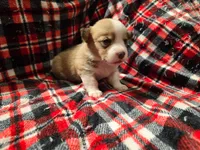 Taylor , a female Pembroke Welsh Corgi for sale in Laurel, MS – 2 of 2