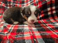 Loki , a male Pembroke Welsh Corgi for sale in Laurel, MS – 2 of 2