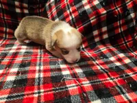Copper , a male Pembroke Welsh Corgi for sale in Laurel, MS – 2 of 2
