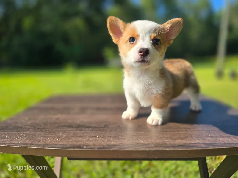 Pattie  – Pembroke Welsh Corgi puppy for sale in Laurel, MS