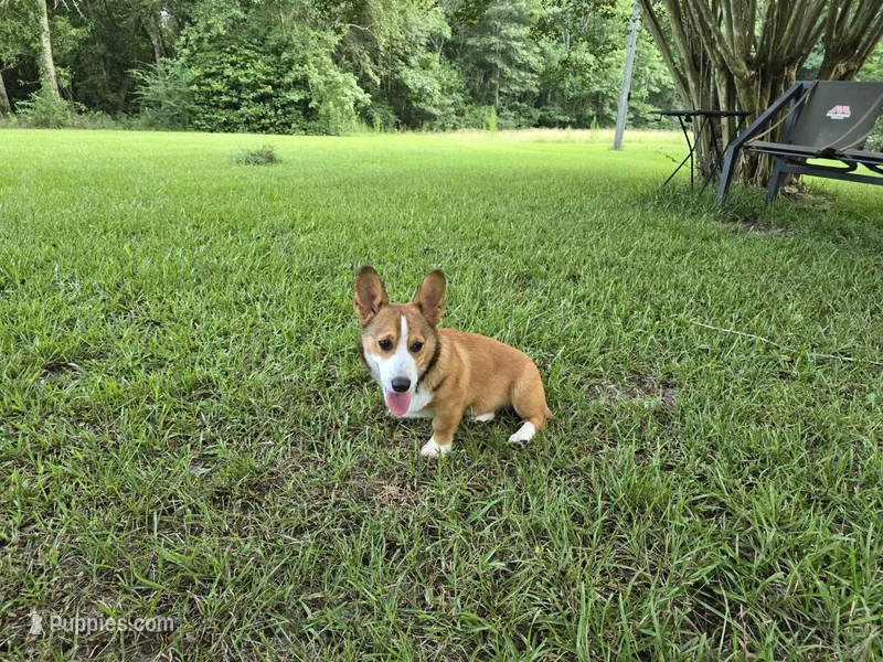 Chaos  – Pembroke Welsh Corgi puppy for sale in Laurel, MS