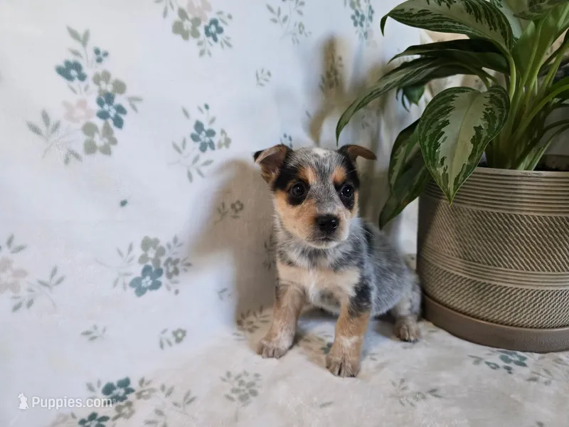 Maggie  – Pembroke Welsh Corgi puppy for sale in Laurel, MS