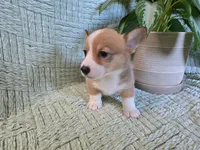 Roxi , a female Pembroke Welsh Corgi for sale in Laurel, MS – 3 of 5