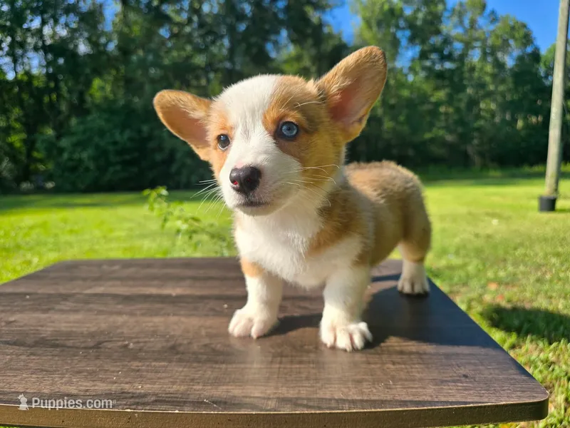 Copper  – Pembroke Welsh Corgi puppy for sale in Laurel, MS