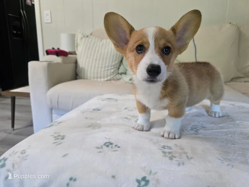 Roxi  – Pembroke Welsh Corgi puppy for sale in Laurel, MS