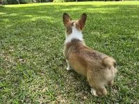 Roxi, a female Pembroke Welsh Corgi for sale in Laurel, MS – Photo 3 of 6