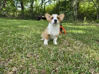 Roxi, a female Pembroke Welsh Corgi for sale in Laurel, MS – Photo 2 of 6