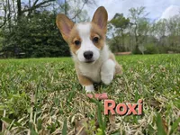 Roxi, a female Pembroke Welsh Corgi for sale in Laurel, MS – Photo 3 of 3
