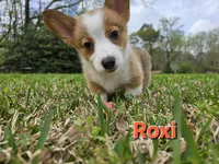 Roxi, a female Pembroke Welsh Corgi for sale in Laurel, MS – Photo 2 of 3