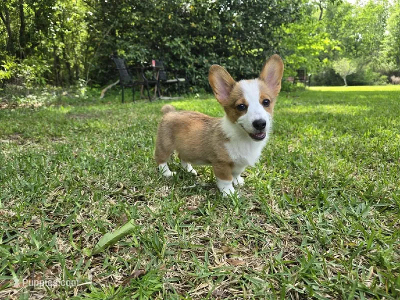 Roxi – Pembroke Welsh Corgi puppy for sale in Laurel, MS