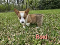 Roxi, a female Pembroke Welsh Corgi for sale in Laurel, MS – Photo 1 of 3