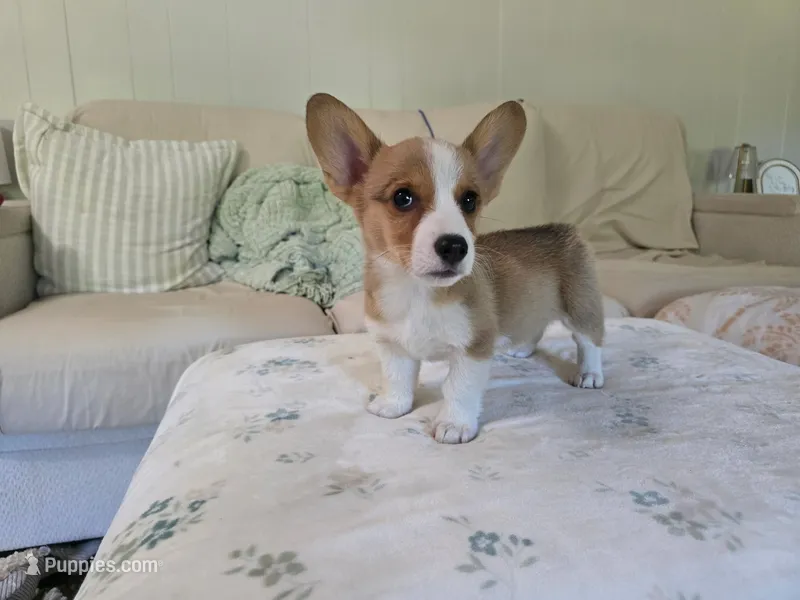 Taylor  – Pembroke Welsh Corgi puppy for sale in Laurel, MS