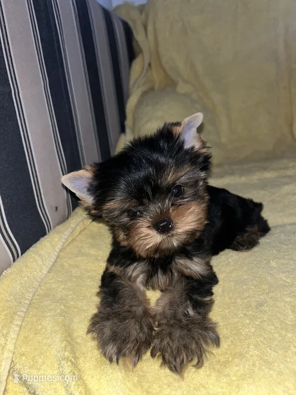 Moesha  – Yorkshire Terrier puppy for sale in El Mirage, AZ