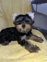 Shenanah , a female Yorkshire Terrier for sale in El Mirage, AZ – 4 of 5