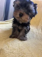 Scooter, a male Yorkshire Terrier for sale in El Mirage, AZ – 3 of 6