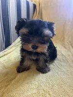 Scooter, a male Yorkshire Terrier for sale in El Mirage, AZ – 1 of 6