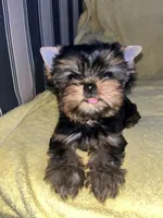 Moesha , a female Yorkshire Terrier for sale in El Mirage, AZ – 4 of 4