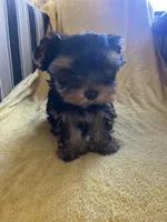 Scooter, a male Yorkshire Terrier for sale in El Mirage, AZ – 4 of 6