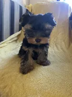 Scooter, a male Yorkshire Terrier for sale in El Mirage, AZ – 2 of 6